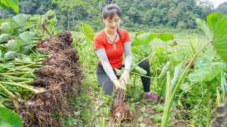 Harvesting Many Taro Goes To Countryside Market Sell - Water Pipe Repair. My Bushcraft  Nhất