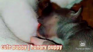 breastfeeding puppy  baby dog #shorts #cutepuppy #cute