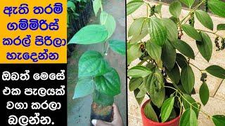 ගම්මිරිස් පැලයක් නිවැරදිව වගා කිරීම තුළින් වැඩි අස්වැන්නක් සාර්ථකව ලබා ගනිමු  the pepper farming.