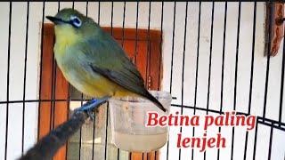 Pleci betina paling lenjeh sekali call pleci jantan gacor