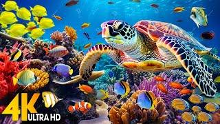 NEW 11HR Stunning 4K Underwater Footage  Rare & Colorful Sea Life Video - Relaxing Sleep Music