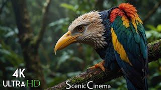 Birds That Call Jungle Home - Singing Birds  Forest Edition   Scenic Cinema With Nature Sounds 4K