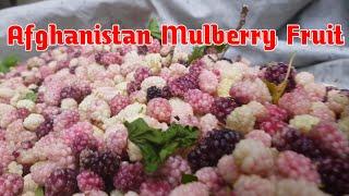 Afghanistan Mulberry Fruit  HD video  Natur  4k
