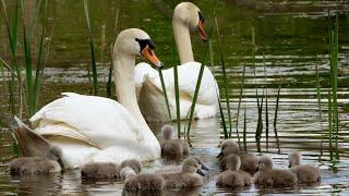 Swan Cygnets First Swim  4K  Discover Wildlife  Robert E Fuller