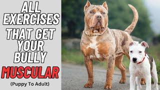 American Bully Exercise MUSCLE Training Tips That Will Get Your Dog SWOLE Puppy to Adult