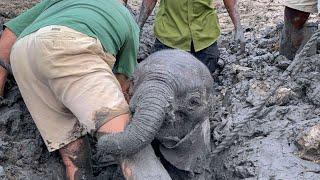 【Emotional】A man found a baby stuck in a muddy swamp. The mother elephant also appeared there.