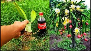 How to transplant Dragon fruit tree has many fruits from cutting in  Coca-Cola