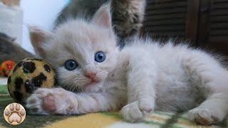 Cute little cat  animals 2023  cat videos  Part 11