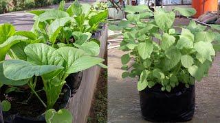 RAHASIA SUKSES Menanam SAYURAN Di Polybag Bisa Lebat dan Panen Banyak - How To Grow Vegetables