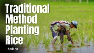 Traditional Method of Rice Planting Thailand วิธีการปลูกข้าวแบบไทยๆ