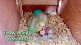 Baby Budgie Hatching