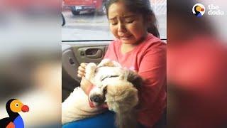 Girl Cries Over Dogs New Haircut  The Dodo
