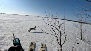 Охота на зайца загоном. Нападение лисицы на охотника. ЗАЙЦА ОЧЕНЬ МНОГО 14 зайцев за 2 дня охоты.