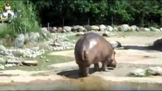 Hippo Poop Sprayer