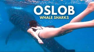 Experiencing the Best of Oslob Philippines  Whale Sharks Waterfalls & Islands