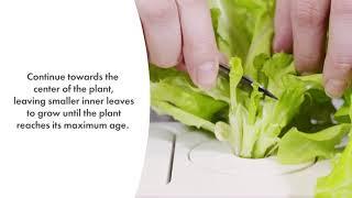 Garden To Plate How To Harvest Green Lettuce