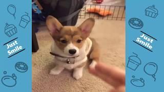 Funniest Pet Compilation - Try Not to Laugh - Best Cutest Pet Animal Video