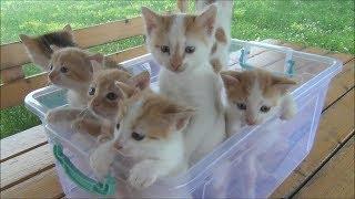 Kittens meowing too much cuteness - All talking at the same time