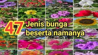 47 Jenis bunga beserta namanya lengkap A-Z 