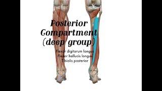 Lower Leg Muscles deep group