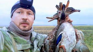 Hunting Majorelle EKLMN like a bad Duck pearl duck Hunting in the fall. Mallard 2020 fly Wings buy