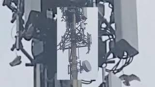 Birds attack cell towers?