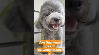 Ada yang mau adobt aku ga nih #poodle #anjinglucu #anjingpoodle  #dijual #silverpoodle