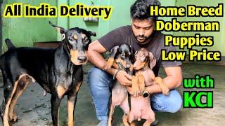 KCI Register Home Breed Puppies. Doberman Puppies Sell Low Price. Dog Market in Kolkata.