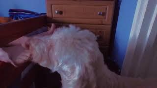 dog licks feet teasser 2