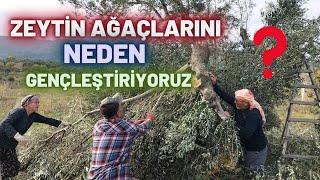 Yağlık Zeytin Ağaçlarında Gençleştirme Budaması Nasıl Yapılır? #erenvural #budama