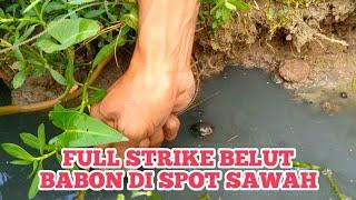 Mancing belut babon dilubang besar tarikannya kuat kuat