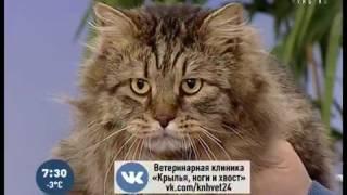 Советы ветеринара как успокоить мартовского кота