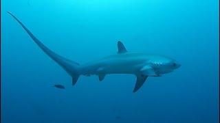 Facts The Thresher Shark