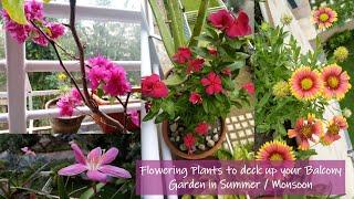 Balcony Flower Garden during Summer and Monsoon