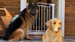 Testing the Ultimate Dog Gate Will Our Pups Outsmart It?