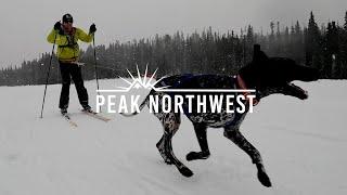 Skiing with dogs Skijoring is as fun and wild as it looks  Peak Northwest