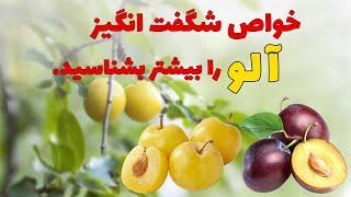 آلو  انواع آلو  آلو بخارا  فواید آلوبخارا  آلوسیاه  آلو زرد  آلو جنگلی