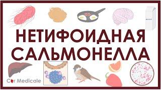 Нетифоидная сальмонелла - микробиология патогенез симптомы лечение