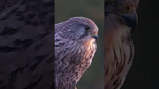 Brave wild beautiful this is Jenny the kestrel