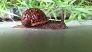 Mr. Snail