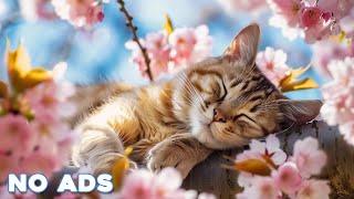 12 Hours Cat Healing Music  Soothing Sounds for Deep Relaxation And Sleep With Soothing Piano Sound
