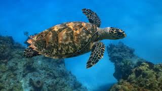 UnterwasserweltMeerestiere Meeresschildkröte