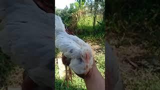 WHITE KELSO NA SISIW #SHORTS #ayam #derby #gamefowl #gallos #fighter #birds #rooster