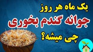 یک ماه هر روز جوانه گندم بخوری چی میشه؟  مزایای مصرف جوانه گندم با این روش مصرف