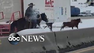 Angry cow runs amok on Idaho interstate l ABC News