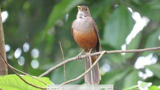 Sabiá laranjeira cantando na natureza