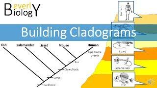 Cladograms