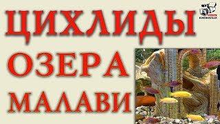 Как содержать чем кормить  Лабидохромис Елоу Кимпума. Цихлид Озера Малави в 260 литровом аквариуме.