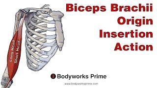 Biceps Brachii Anatomy Origin Insertion & Action