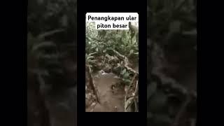 Penangkapan ular piton besar.. #ularpiton #ularberbahaya